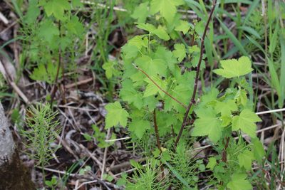 Ribes americanum, photographed by Henry "Nick" Robertson