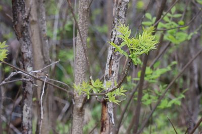 Fraxinus nigra, photographed by Henry "Nick" Robertson