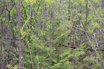 Thuja occidentalis, photographed by Henry "Nick" Robertson