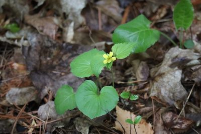Viola pubescens, photographed by Henry "Nick" Robertson