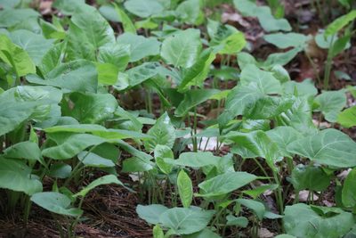 Eurybia macrophylla