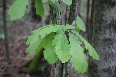 Quercus macrocarpa, photographed by Henry "Nick" Robertson