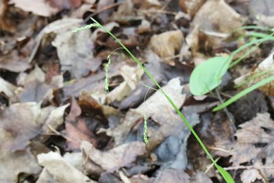 Carex arctata, photographed by Henry "Nick" Robertson