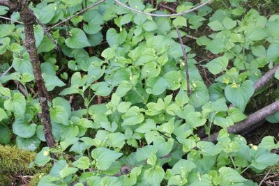 Viola pubescens, photographed by Henry "Nick" Robertson