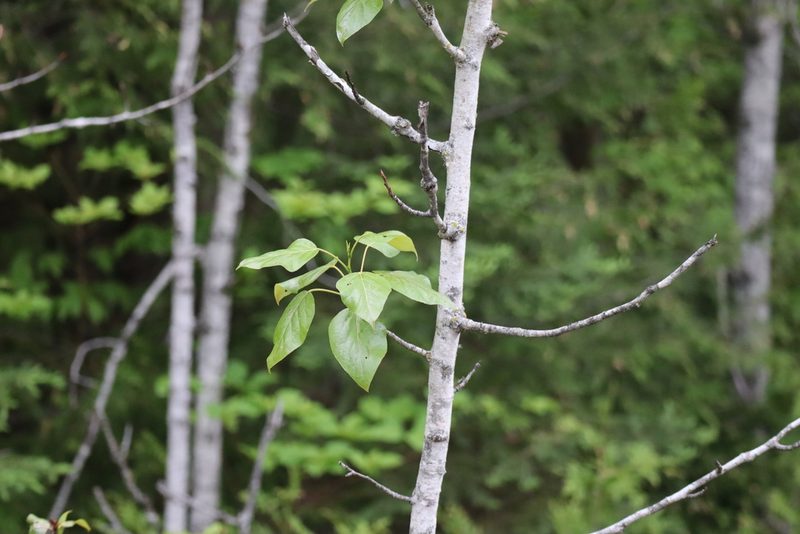 Populus balsamifera, photographed by Henry "Nick" Robertson