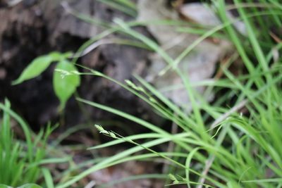 Carex deweyana, photographed by Henry "Nick" Robertson