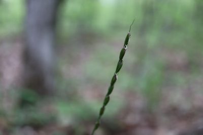 Oryzopsis asperifolia, photographed by Henry "Nick" Robertson