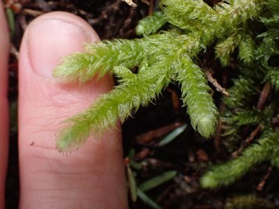 Rhytidiopsis robusta, photographed by Shane Johnson