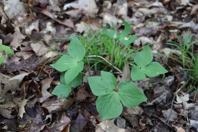 Hepatica acutiloba, photographed by Henry "Nick" Robertson