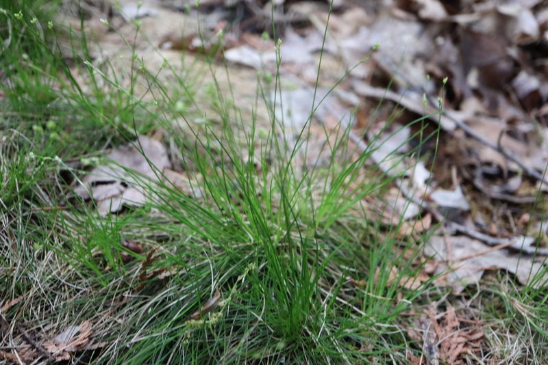 Carex eburnea, photographed by Henry "Nick" Robertson