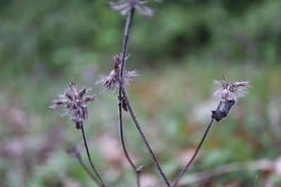 Clinopodium vulgare, photographed by Henry "Nick" Robertson