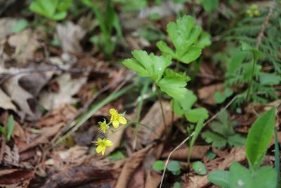 Waldsteinia fragarioides, photographed by Henry "Nick" Robertson