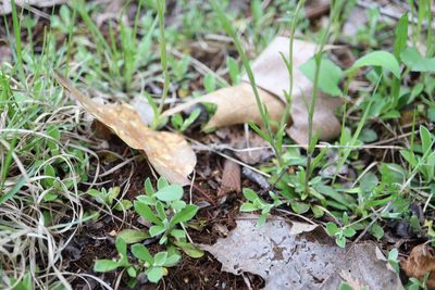 Antennaria howellii, photographed by Henry "Nick" Robertson