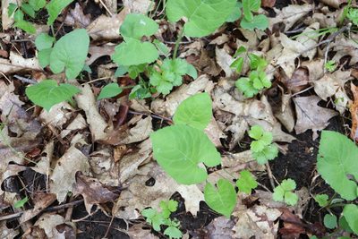 Eurybia macrophylla, photographed by Henry "Nick" Robertson
