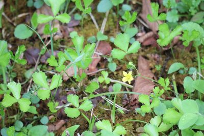 Waldsteinia fragarioides, photographed by Henry "Nick" Robertson
