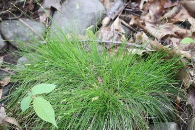 Carex eburnea, photographed by Henry "Nick" Robertson