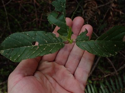 Frangula purshiana, photographed by Shane Johnson