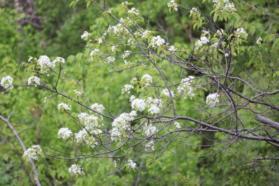 Prunus pensylvanica, photographed by Henry "Nick" Robertson
