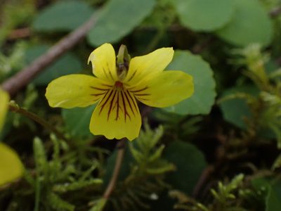 Viola orbiculata, photographed by Shane Johnson