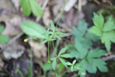 Ranunculus abortivus, photographed by Henry "Nick" Robertson