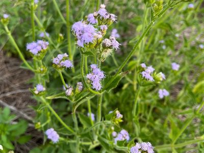 Praxelis clematidea, photographed by LBuffum