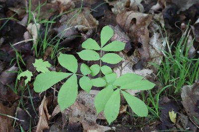Carya cordiformis, photographed by Henry "Nick" Robertson