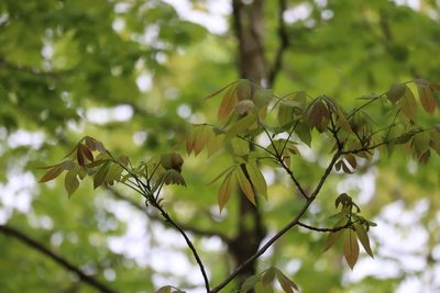 Carya cordiformis, photographed by Henry "Nick" Robertson