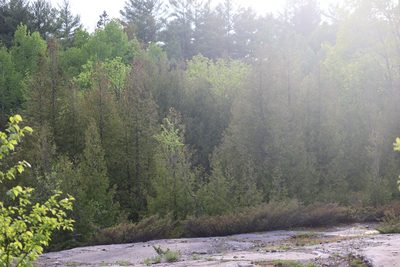 Thuja occidentalis, photographed by Henry "Nick" Robertson