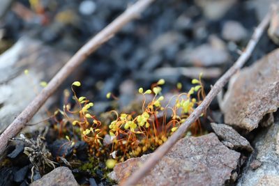 Funaria hygrometrica, photographed by Henry "Nick" Robertson