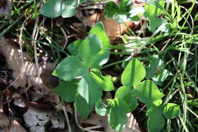 Hepatica acutiloba, photographed by Henry "Nick" Robertson