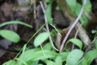Carex arctata, photographed by Henry "Nick" Robertson