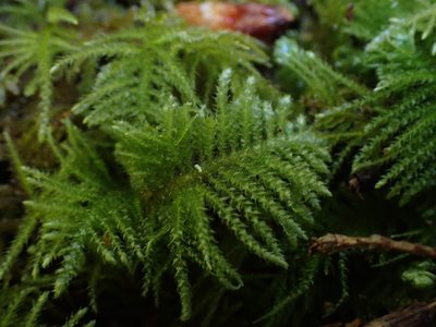 Kindbergia oregana, photographed by Shane Johnson