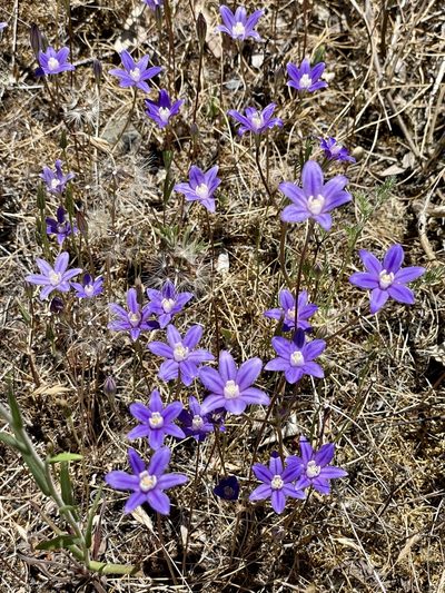 Brodiaea stellaris, photographed by Roger Raiche