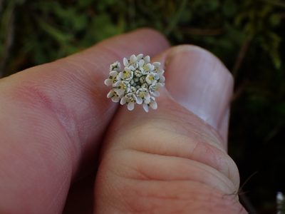 Teesdalia nudicaulis, photographed by Shane Johnson