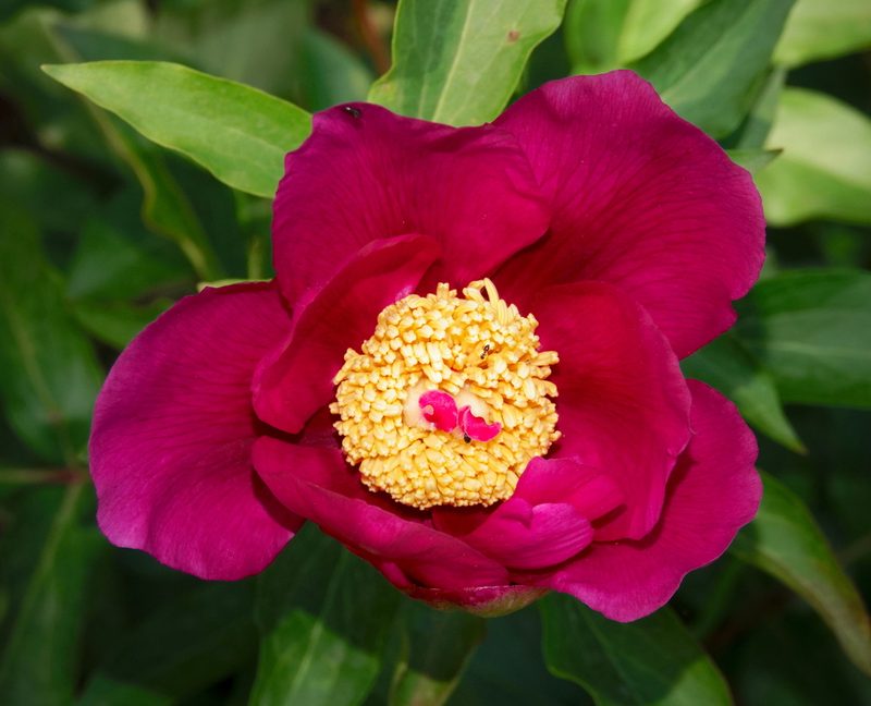 Paeonia broteri, photographed by desertnaturalist