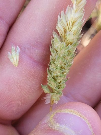 Phalaris paradoxa, photographed by Konshau Duman