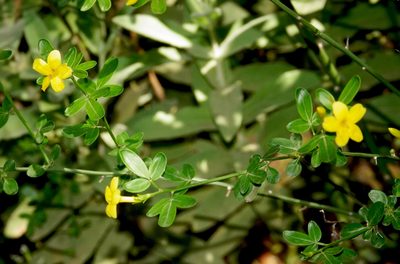 Chrysojasminum fruticans, photographed by desertnaturalist