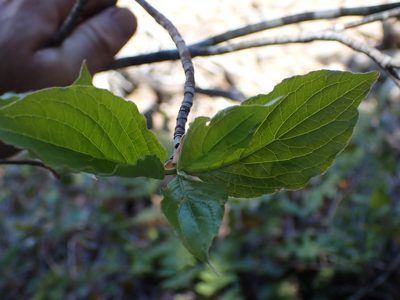 Cornus nuttallii, photographed by Shane Johnson