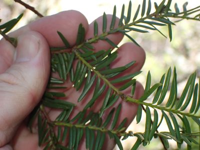 Taxus brevifolia, photographed by Shane Johnson