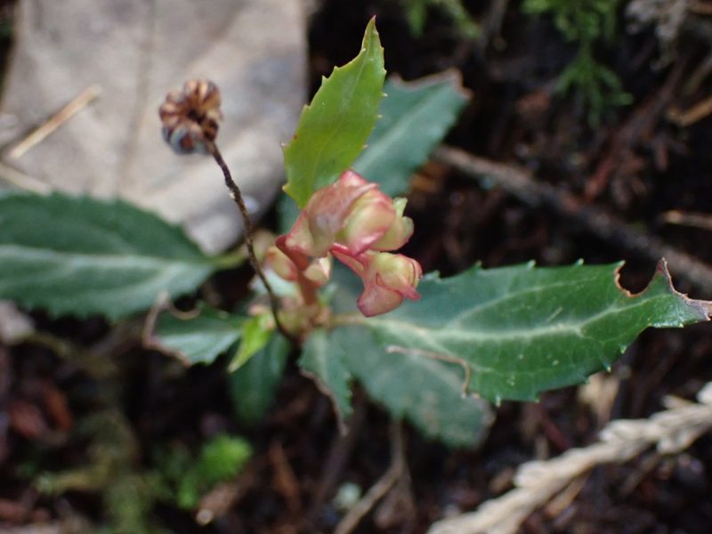 Chimaphila menziesii, photographed by Shane Johnson