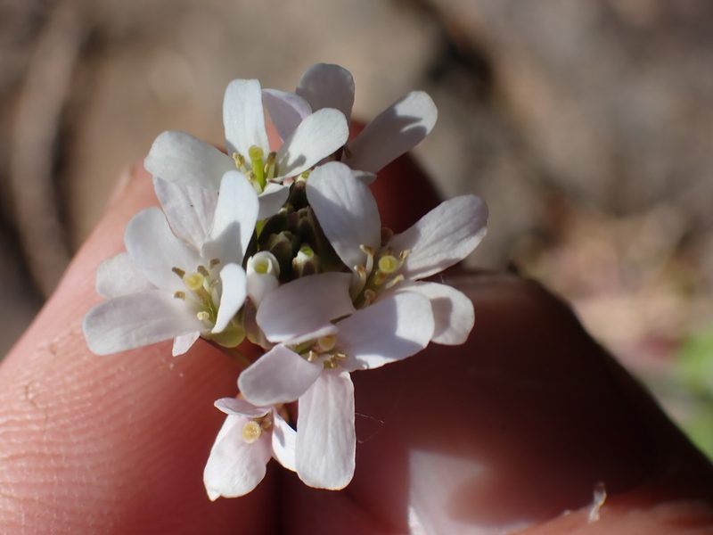 Arabis eschscholtziana, photographed by Shane Johnson