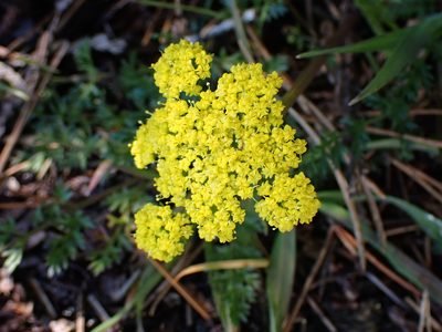 Lomatium utriculatum, photographed by Shane Johnson