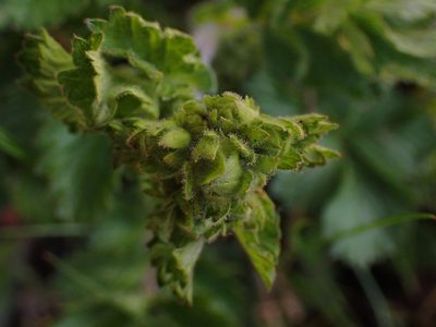 Drymocallis glandulosa, photographed by Shane Johnson