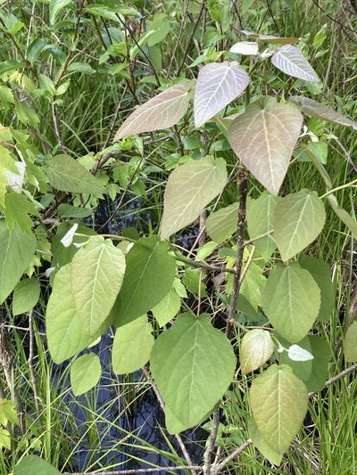 Populus heterophylla, photographed by askalotl