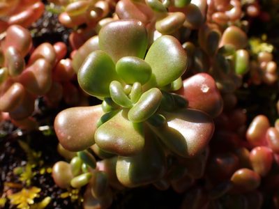 Sedum oreganum, photographed by Shane Johnson