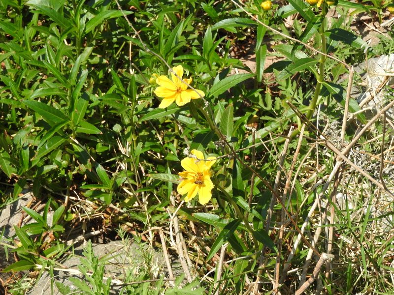 Bidens laevis, photographed by Oscar Alejandro Morales Juárez