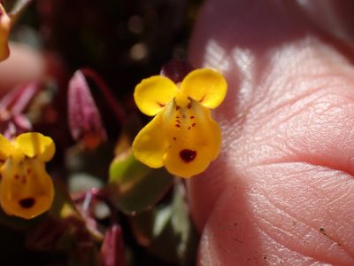 Erythranthe alsinoides, photographed by Shane Johnson