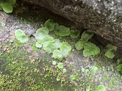 Conocephalum salebrosum, photographed by k2018lena