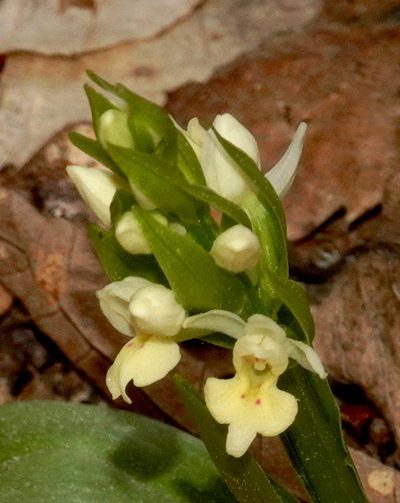 Dactylorhiza insularis, photographed by desertnaturalist