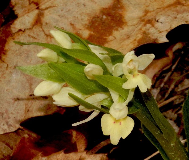 Dactylorhiza insularis, photographed by desertnaturalist